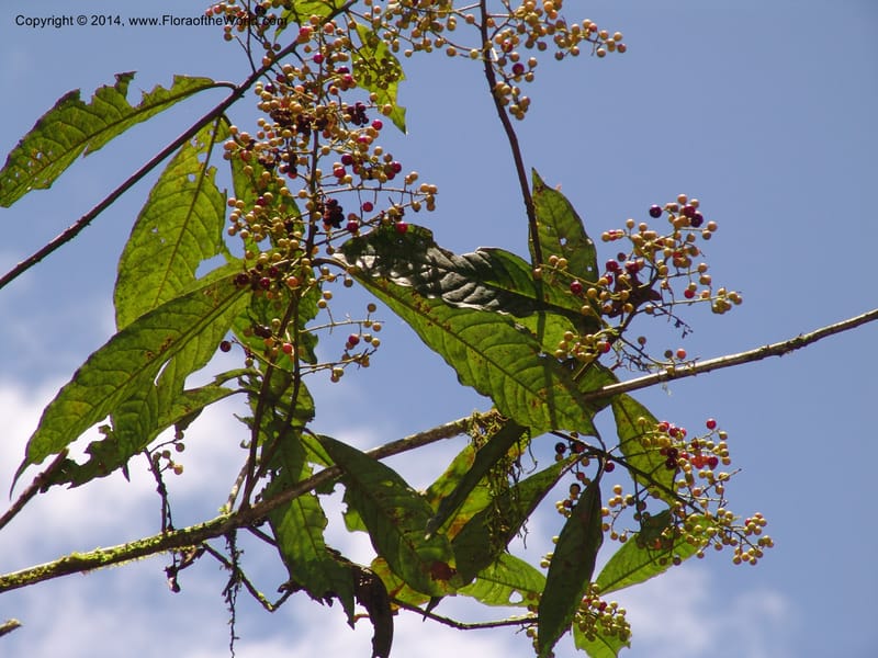 Ardisia, Croat 95845--Ecuador. Maquipucuna Biol. Res. Send. del Rio. 13 Mar 06. 358 (9).jpg