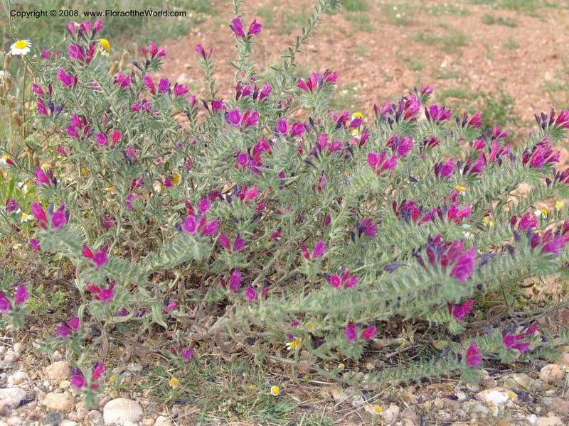 Echium sabulicola--Spain. Prov. Almeria. Cabo de Gata. Jard.Bot.El Abardinal. 23 Apr 05. 064.jpg