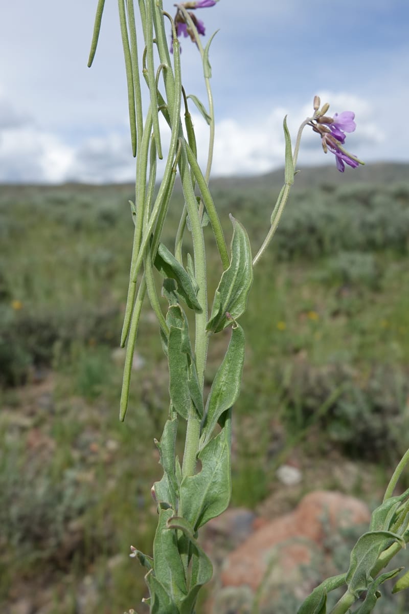 Boechera holboellii var. retrofracta, C. Davidson 13554--ID. Blaine Co. Rock Creek Preserve. TNC. 13 May 2017. DSC00171 (289).JPG