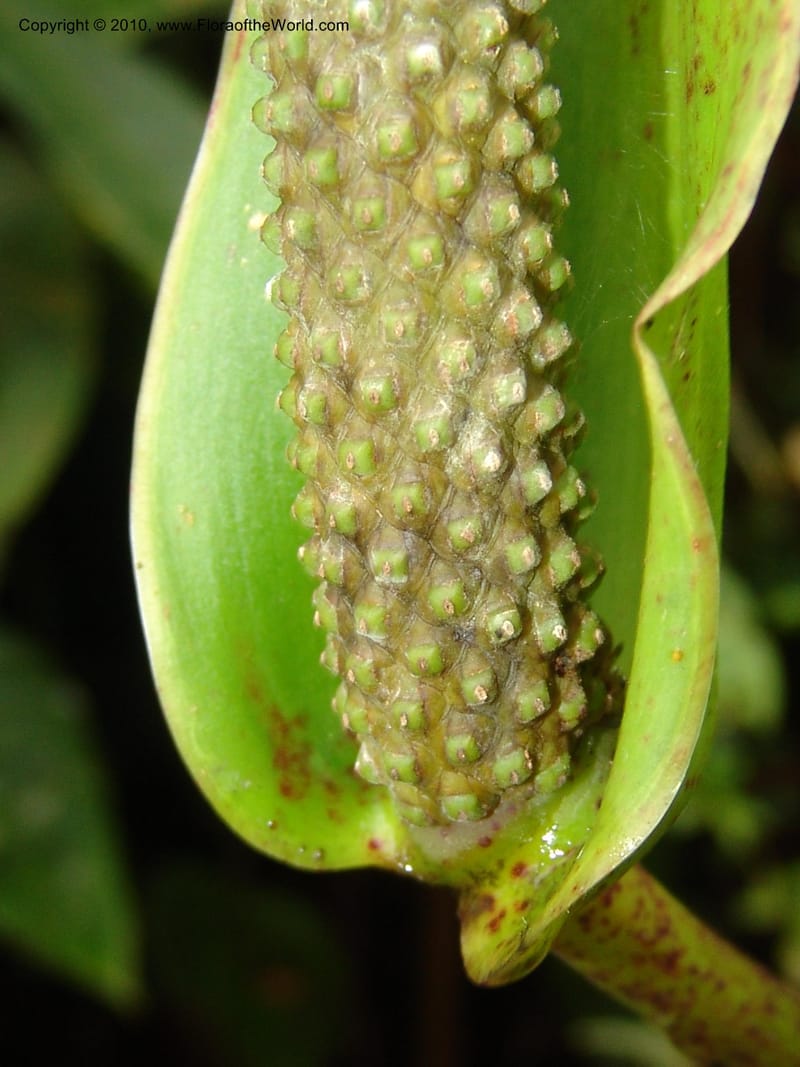 Anthurium incomptum, Croat 96349--Ecuador. Prov. Pichincha. Pacto-Pto. Quito Rd.. 25 Mar 06. 028 (3).jpg