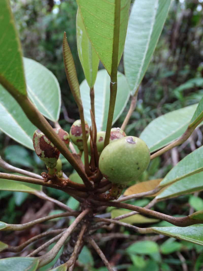 Amaroria soulameoides, Plunkett, G 3187--Fiji. Waisali Rainf. Reserve. 4 Nov 2015. DSC08848 (265).JPG