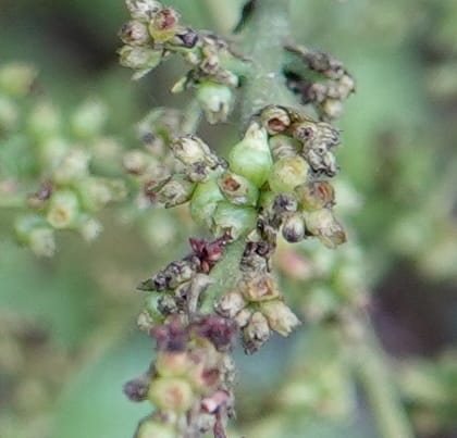 Wendlandia ligustrina, D. Boufford 44129--China. Yunnan. Meizi Lake Park. 3 May 2018. DSC01424 (207).JPG