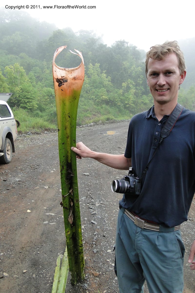 Pandanus joskei, M. Callmander 964-- Fiji. Area of Monasavu Dam I. 9 Feb 2011. 490 (73).jpg