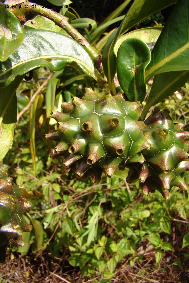 Morinda rigida, Razafindraibe 207--Madagascar. Prov. Fianarantsoa. RN 12. 14 Jan 09. 274 (10).jpg
