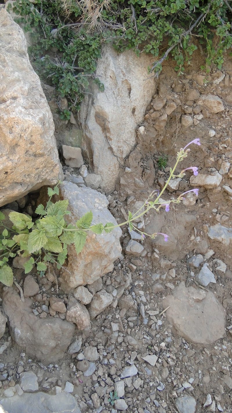 Nepeta, A. G. Miller 133.10--Iraq. Kurdistan. Shakh-i Pira Magun. Gueza Khan. 11 June 2010. 304 (2).jpg