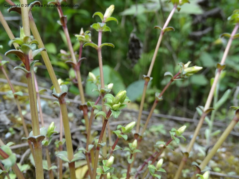 Gentiana, Boufford, D 43705--China. Sichuan. LongDongZhen on Rd. to LeiYuan Shan. 13 May 2014. DSC05860 (70).JPG