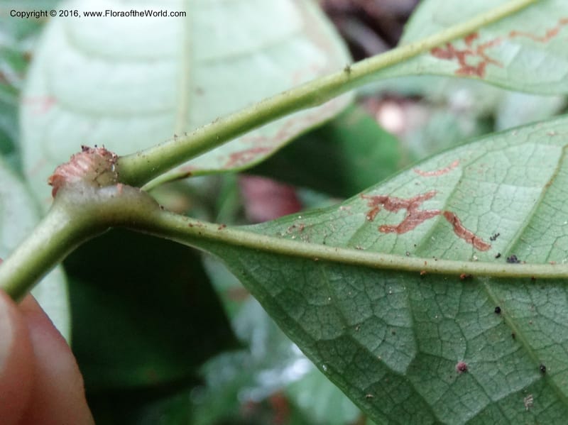 Meliosma, Davidson, C 12932--Sabah. Kinabalu Nat. Park. Nalumad Substesen. 29 Mar 2015. DSC01294 (125).JPG
