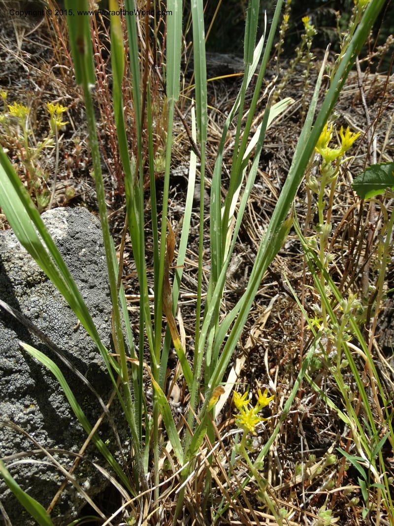 Bromus anomalus, Davidson, C 12563--Idaho. Valley Co. Payette Lake. Sylvan Beach. 12 Jul 2014. DSC09429 (138).JPG