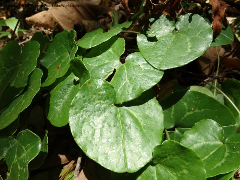 Asarum minus, Davidson, C 13010--Tennessee. Greene Co. Paint Rock, Paint Cr. 15 May 2016 (40).JPG