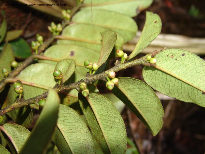 Freziera, DNeill15999--Ecuador. Zam Ch. Res.Tapichalaca. Qb. Honda. 25 Sep 07. 170.jpg