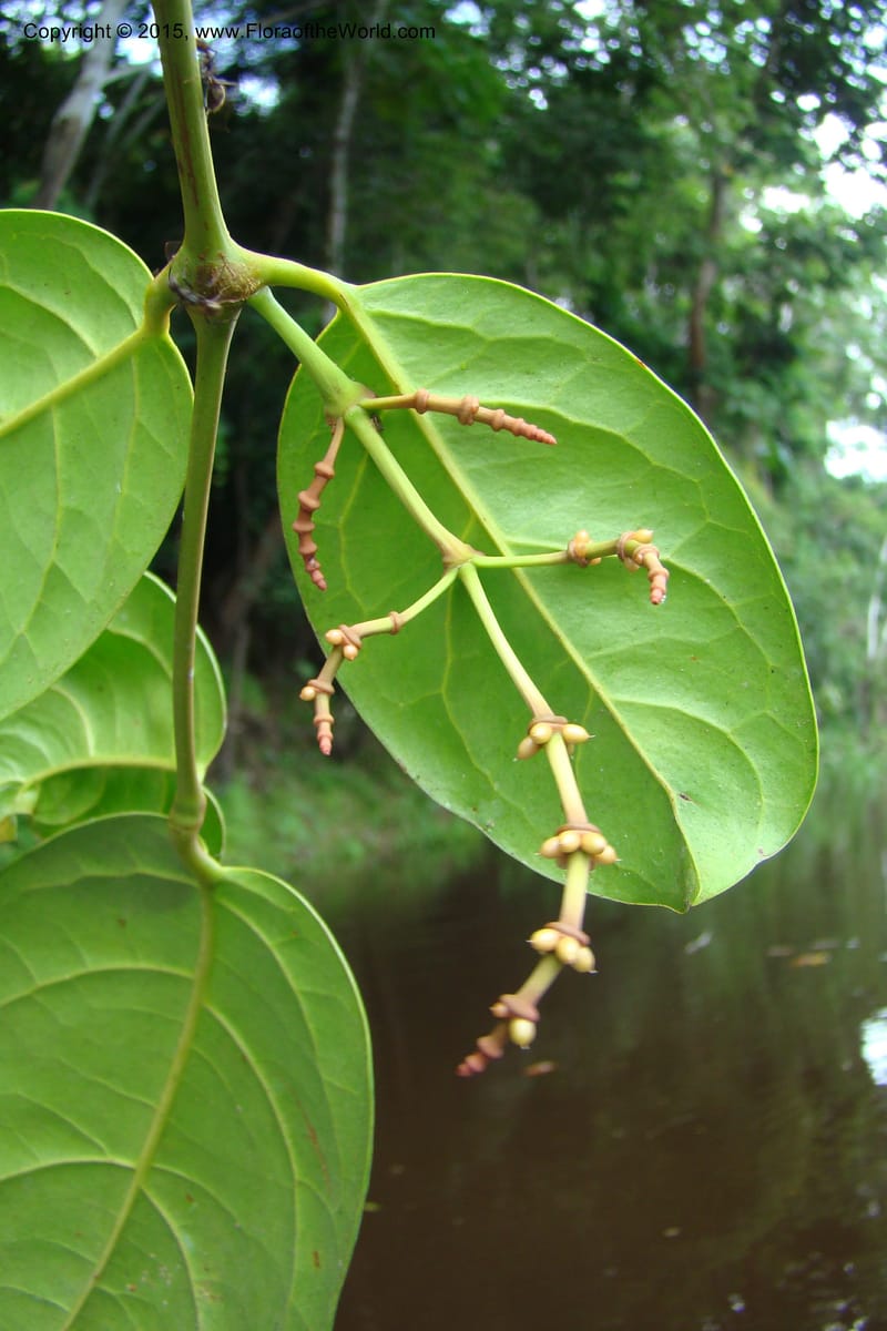 Gnetum nodiflorum, R. Vasquez 34649--Peru. Loreto. Dist. Nauta. Pac. Samiria. Rio Yanayacu. 7 Nov 08. 439.jpg