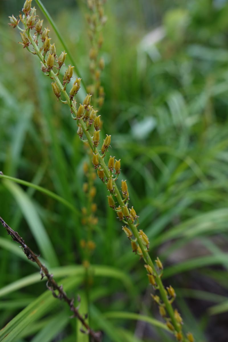 Japanolirion osense--Japan. Hokkaido. Teshio Exptl. For. 3 Aug 2016. DSC00757 (29).JPG