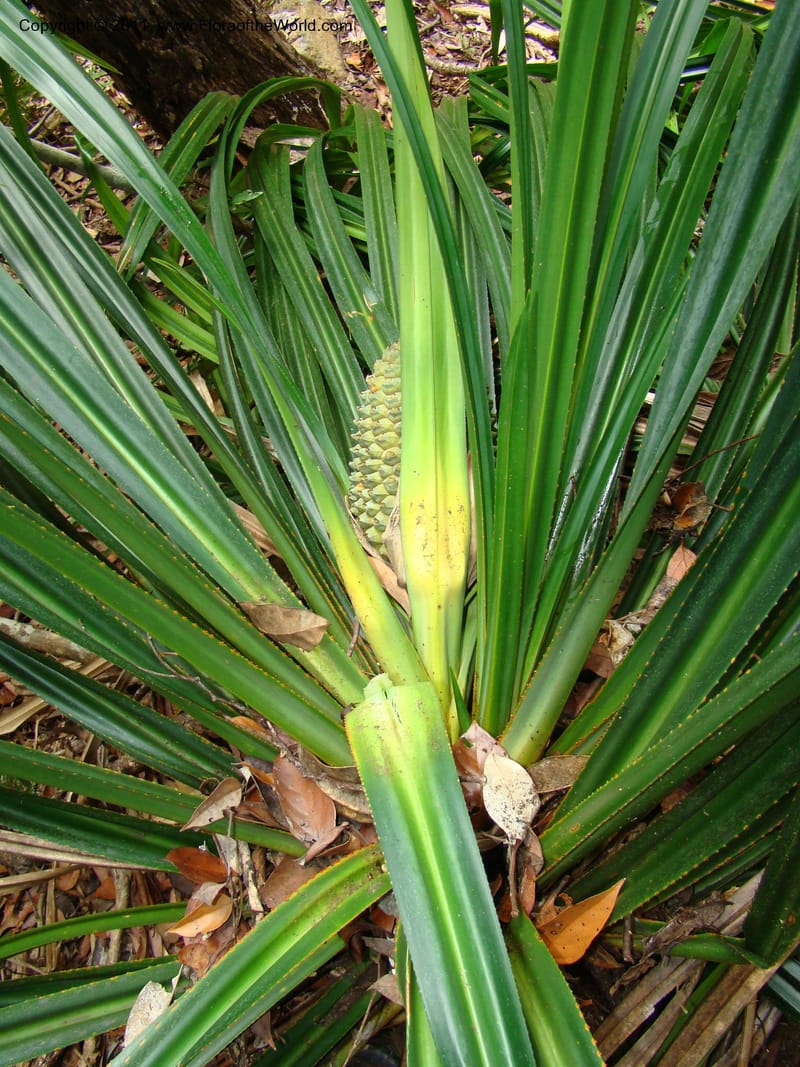 Pandanus balansae, M. Callmander 828--New Caledonia. Mont Dzumac road. 23 Jan 2010. 001 (587).jpg