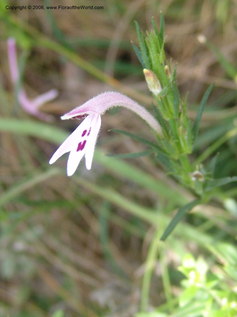 Siphonoglossa linifolia--So.Africa. Mpumal. Moodie Mts.  18 Mch 05. 067.jpg
