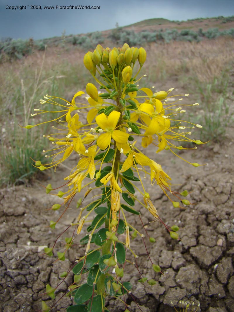 OR. Malheur Co. Leslie Gulch. 1 Jun 08. 015.jpg