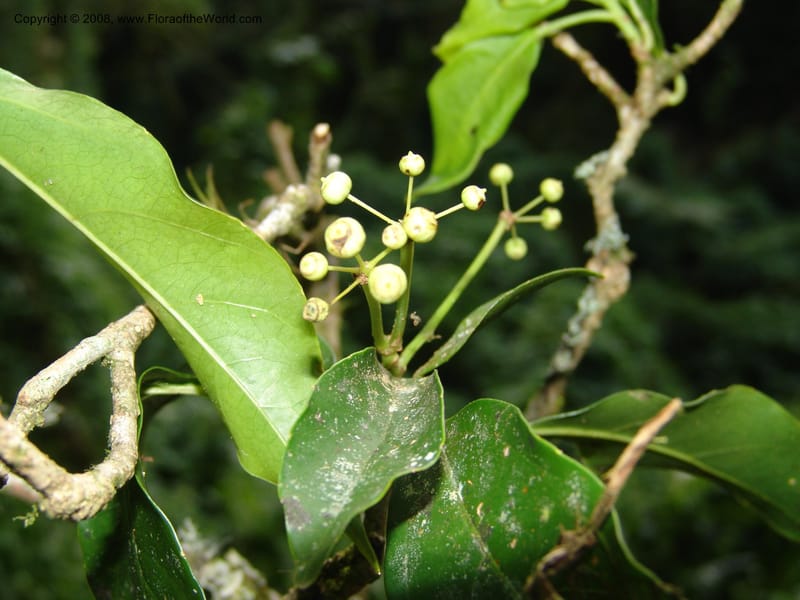 Dendropanax arboreus, N.Martinez521--MX. Chiapas. Res. Biosf. El Triunfo. Trail NW along stream. 9 Nov 04. 096.jpg