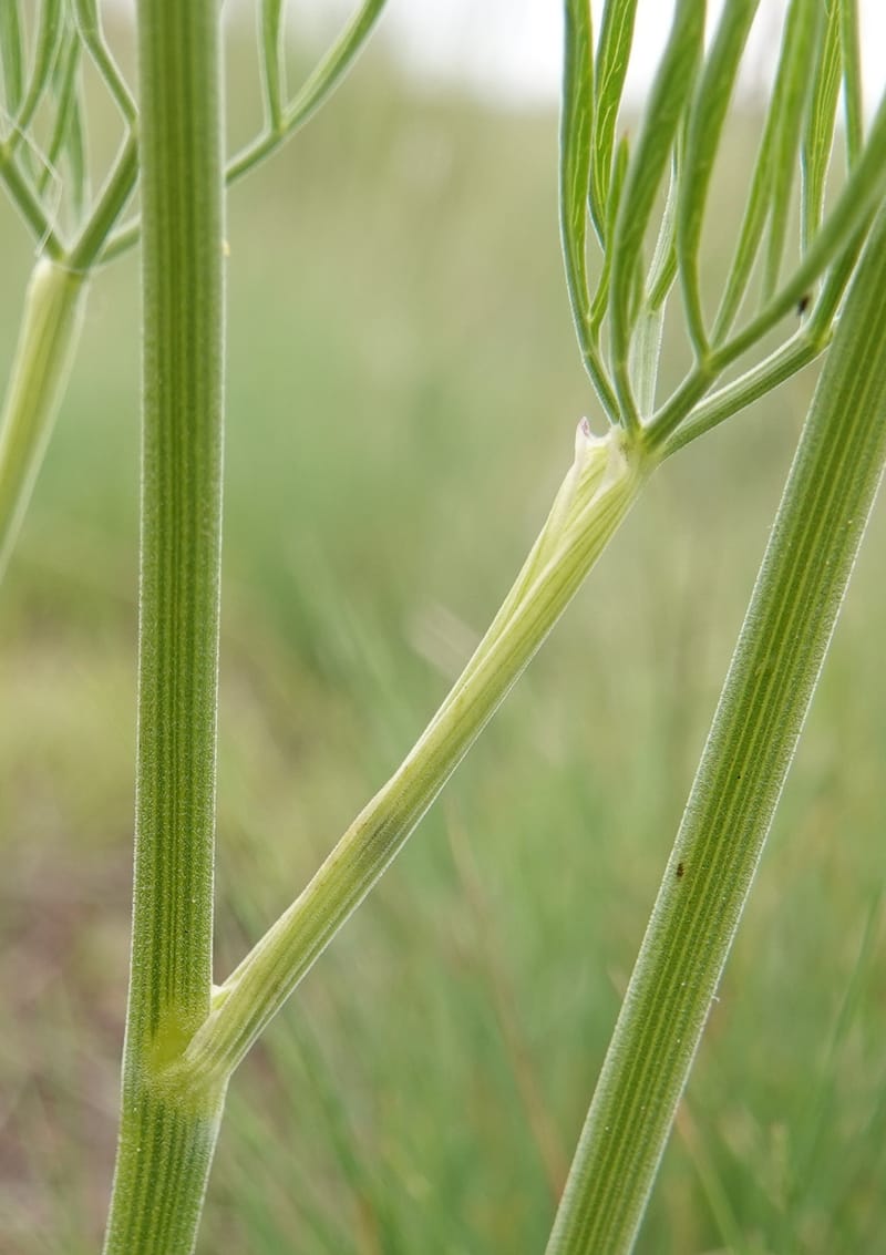 Lomatium triternatum, C. Davidson 13753--Oregon. Wallowa Co. Zumwalt.Trail Cr. Rd. 4 Jun 2018. DSC04078 (130).JPG