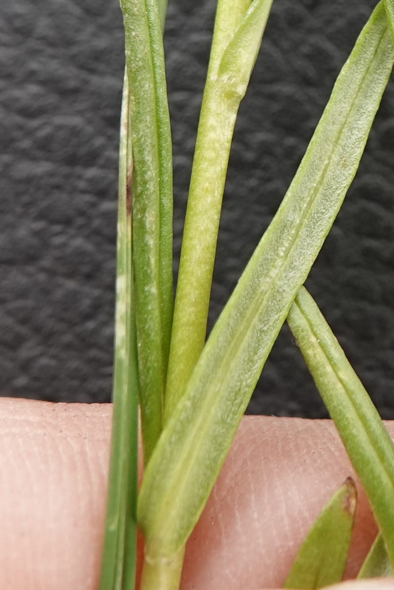 Microsteris gracilis, C. Davidson 13756--Oregon. Wallowa Co. Zumwalt.Trail Cr. Rd. 4 Jun 2018. DSC04078 (228).JPG