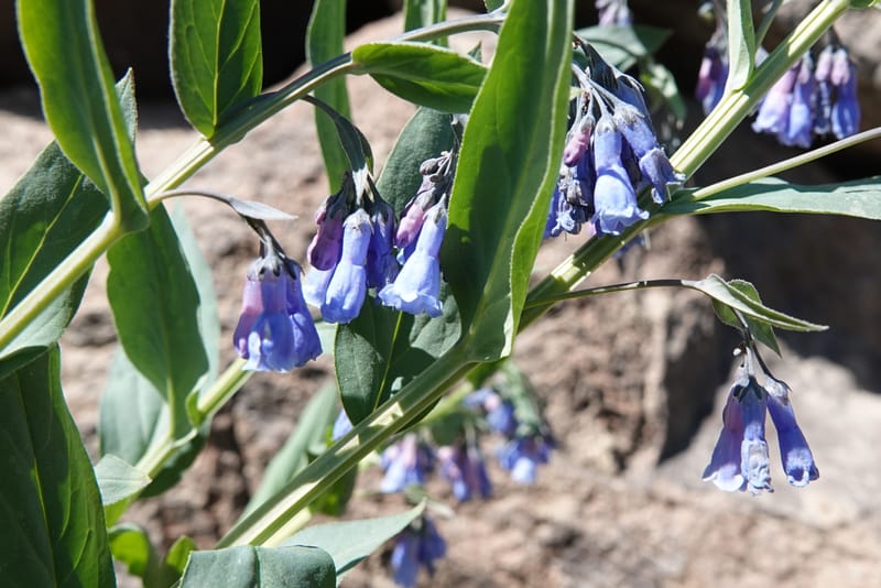 Mertensia ciliata, C. Davidson 13875--ID. Fremont Co. Sawtelle Pk. Stop 7. 30 Jul 2018. DSC08259 (5).JPG