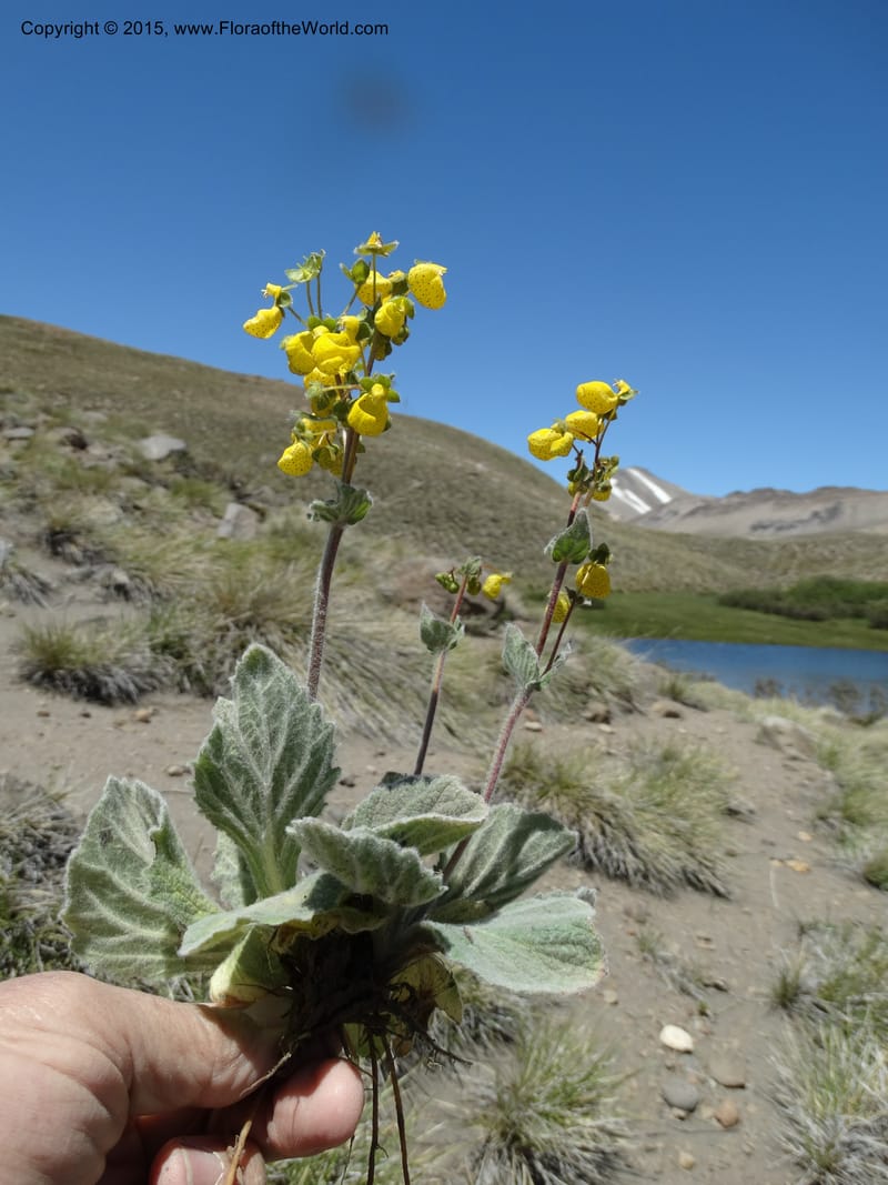 Calceolaria corymbosa, Davidson, C 12792--Chile. Ruta 115, to Laguna del Maule. 24 Nov 2014. DSC07486 (445).JPG