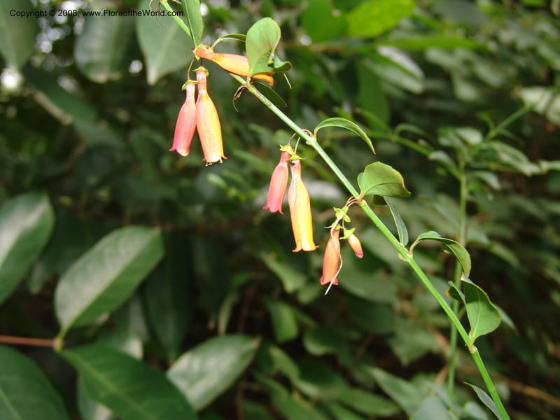 Halleria elliptica--So. Africa. Lowveld Nat. Bot. Gard. 14 Mch 05. 431.jpg