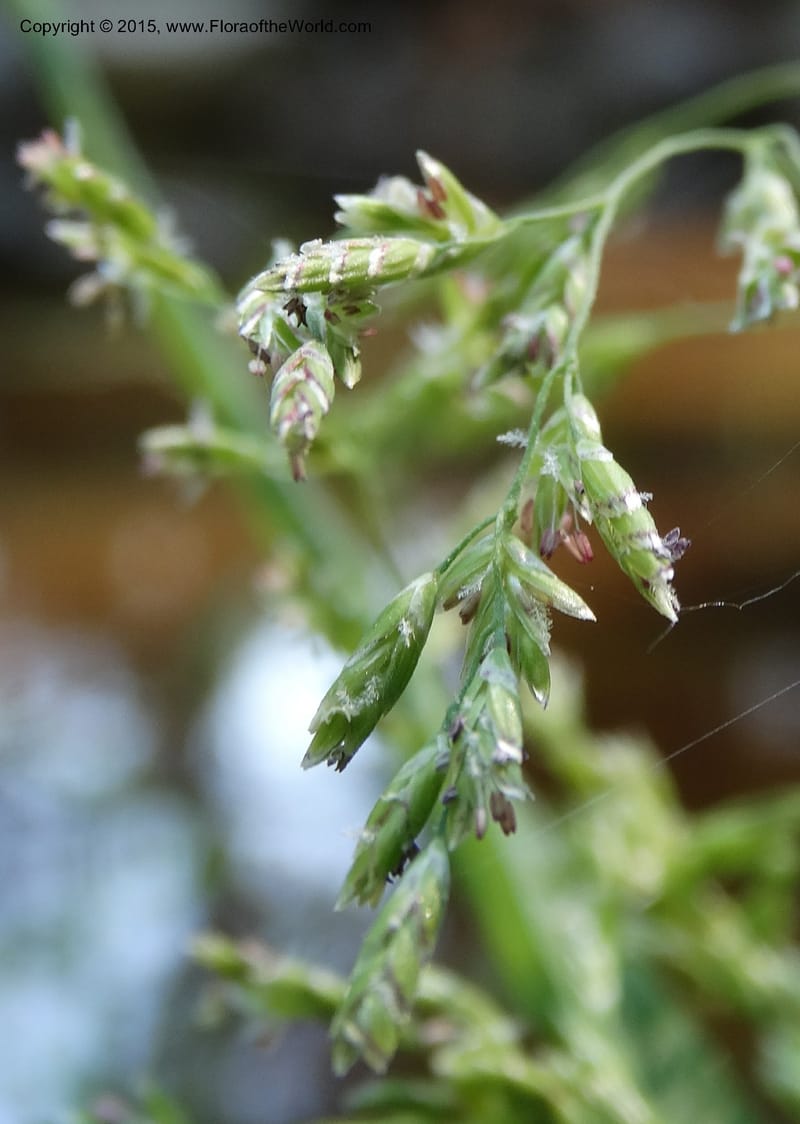 Torreyochloa pallida var. pauciflora, Davidson, C 12609--Idaho. Valley Co. Payette Lake. Sylvan Cr. 20 Jul 2014. DSC00669 (48).JPG