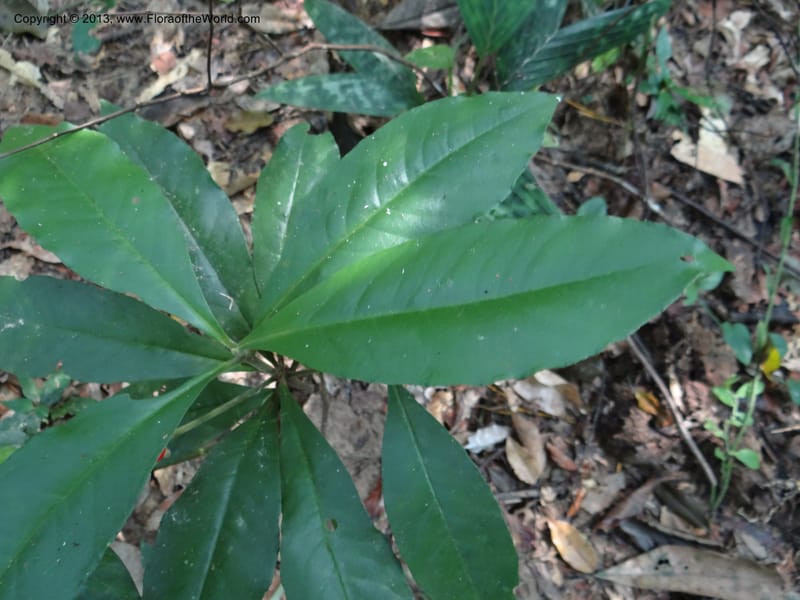 Ardisia, VC 5657--Thailand. Trang. Khao Baan Thad. 17 Nov 2012. DSC00079 (65).JPG