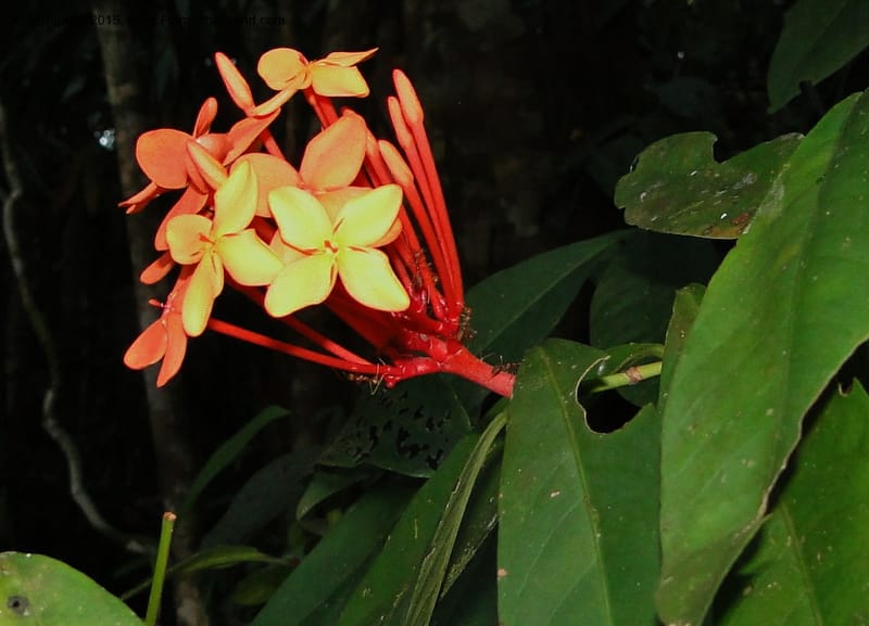 Ixora, Regalado 1907--Viet Nam. Hon Ba Nature Res. 12 May 2011. 359 (6).jpg