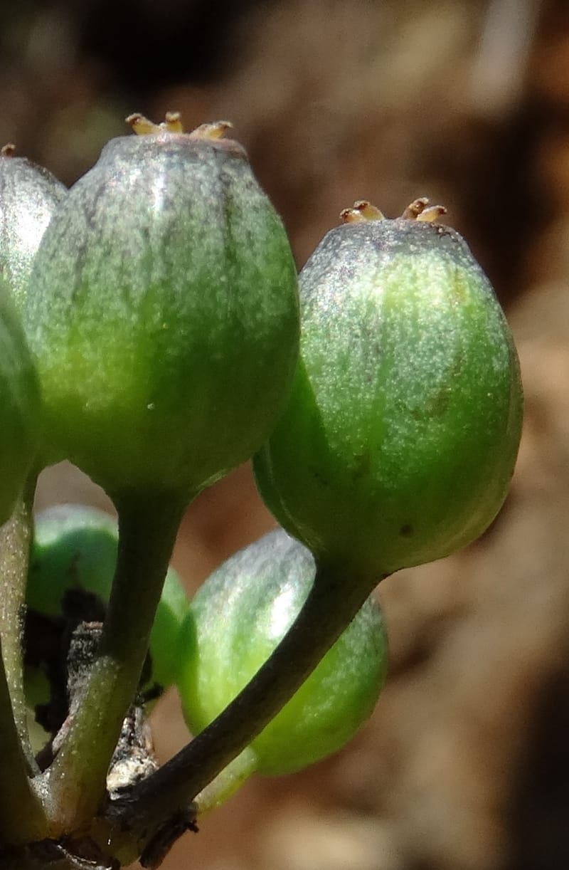 Plerandra polydactylis, Lowry, P 7420--New Caledonia. PinPin. 20 Nov 2015. DSC03938 (151).JPG