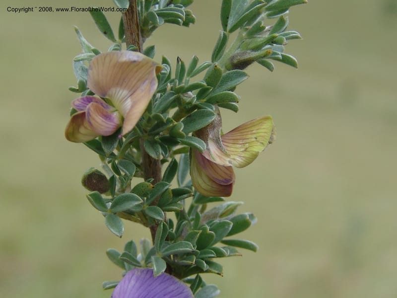 Lotononis stricta--So.Africa. E. Cape. Waringham Farm, Quanti Area, Stut. 8 Mch 05. 338.jpg