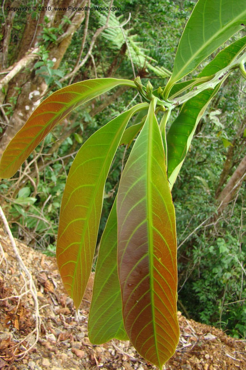 Ocotea pentagona, B. Hammel 25196--Costa Rica. Prov. San Jose. 20 April 09. 261.jpg