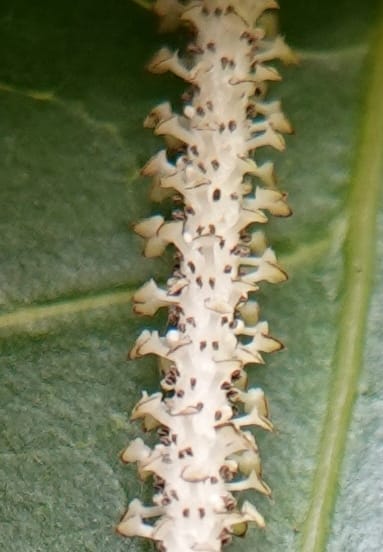 Piper bonii, D. Boufford 44107--China. Yunnan. Lao jun Shan. 30 Apr 2018. DSC00424 (400).JPG