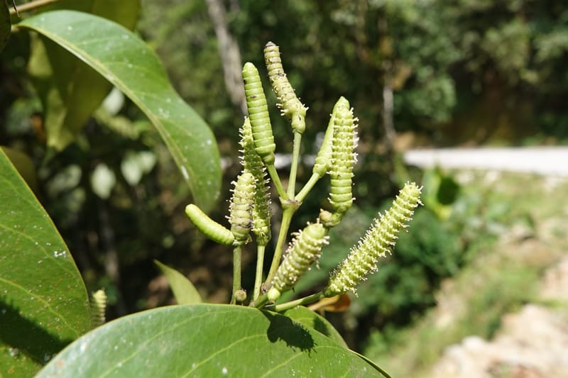 Gnetum catasphaericum, D. Boufford 44101--China. Yunnan. Lao jun Shan. 30 Apr 2018. DSC00424 (561).JPG