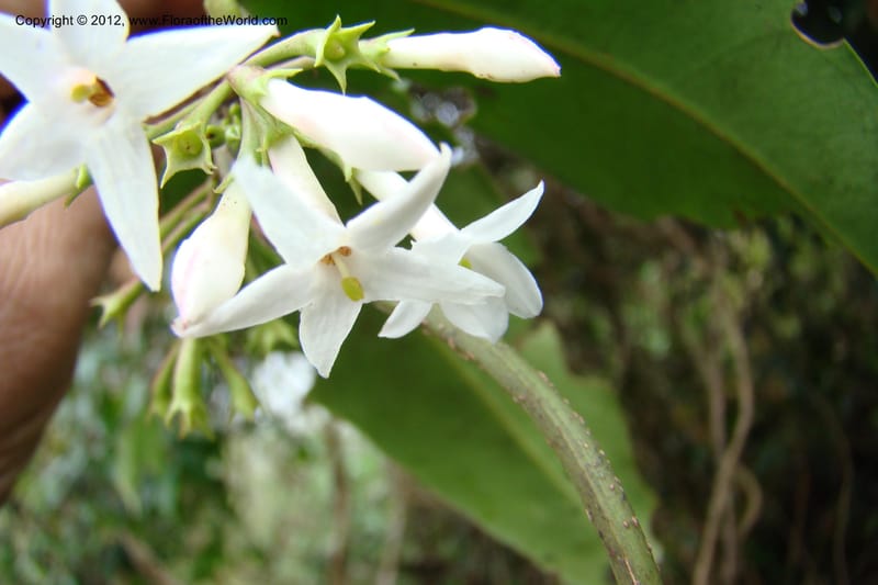 Jasminum, Regalado 1631--Viet Nam. Lao Cai Prov. Sa Pa Distr. 2 km NW Thac Bac. 5 Apr 09 087.jpg