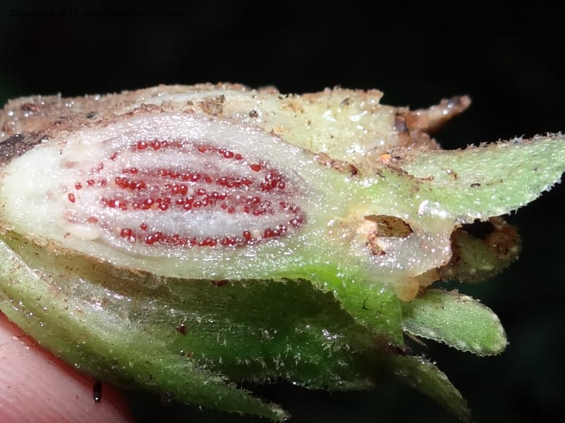 Pentaphragma, SAN.153210--Malaysia, Sabah. Mt. Kinabalu. 5 Apr 2012. DSC06767 (196).JPG