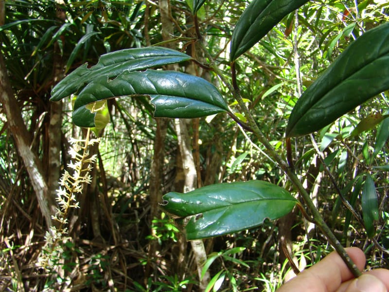 Citronella, P. Lowry 7215--New Caledonia. 618 (15).jpg