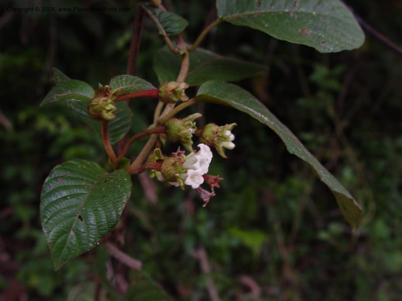 Psychotria--Cameroon. Mt. Cameroon. 6 Dec 03. 116.jpg