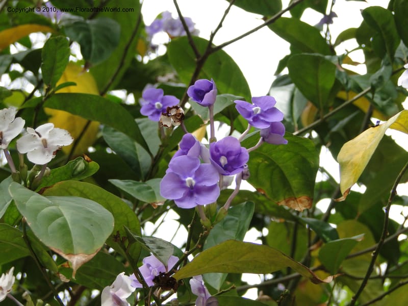 Brunfelsia grandiflora--Florida. Marie Selby Gardens, Sarasota. 16 March 2010. 236 (2).jpg