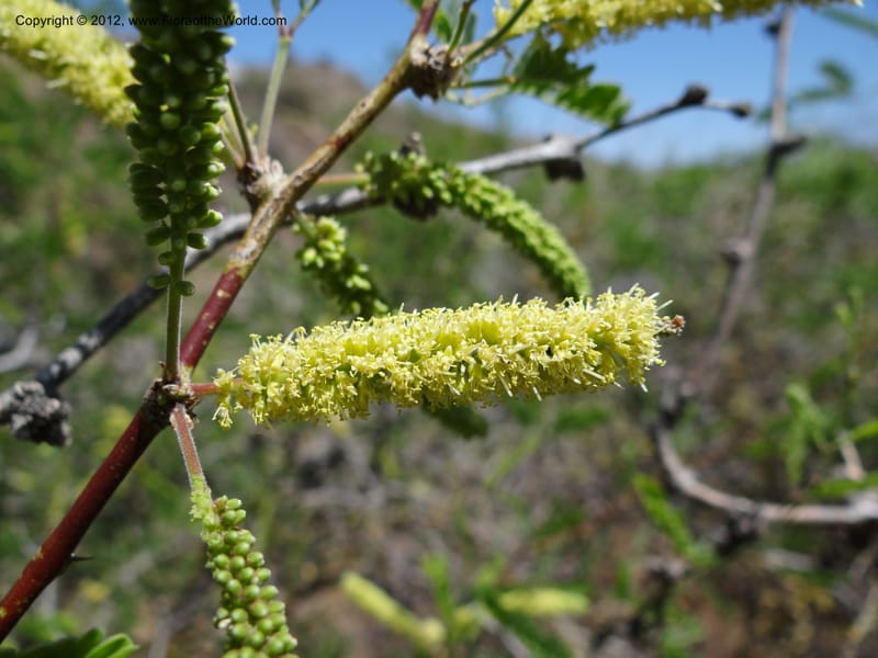 Prosopis glandulosa, Davidson, C 11938--AZ. Yavapai Co. Crown King Rd. 7 May 2012. DSC0894 1 (11).JPG