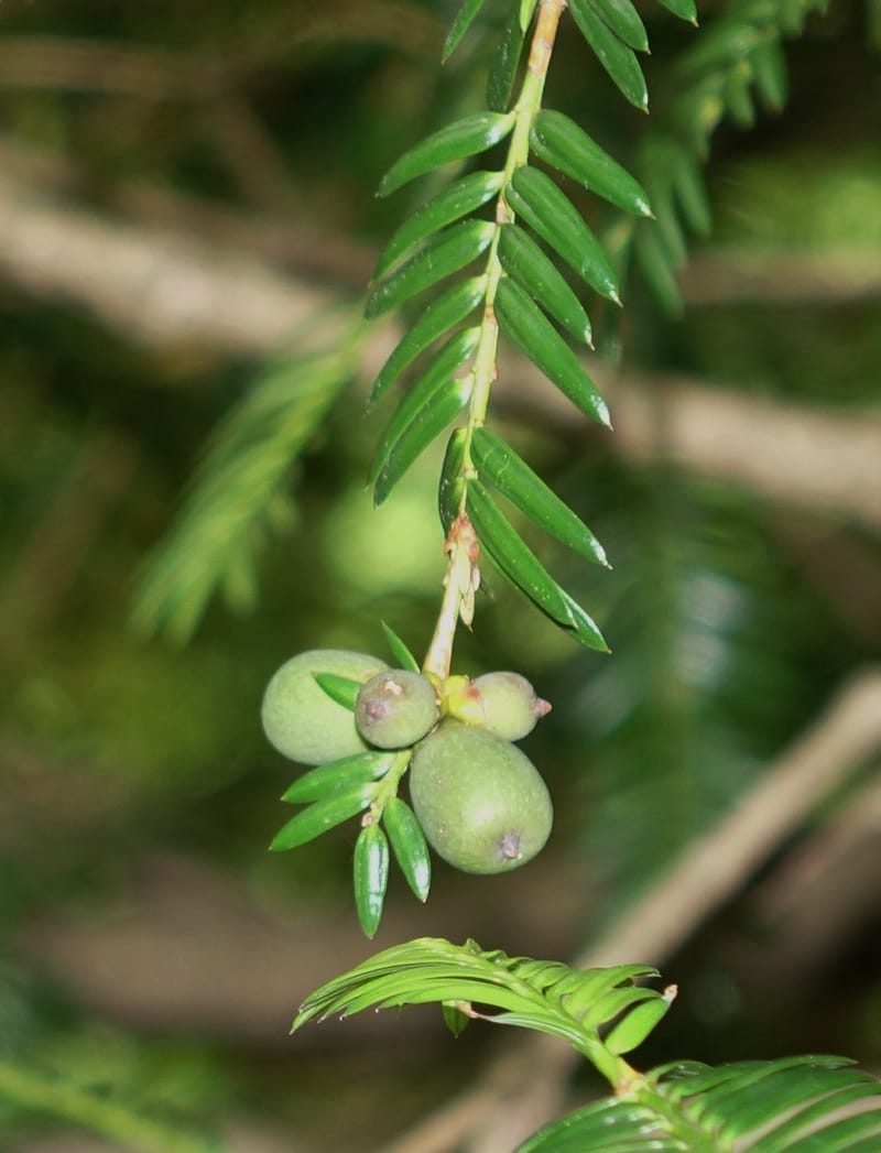 Torreya nucifera--Japan. Niigata. Trail along Sekikawa River. 29 May 2016. DSC05504 (105).JPG