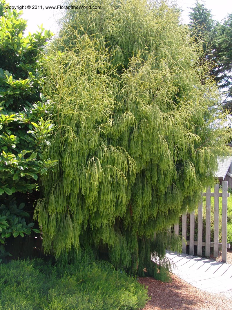 Dacrydium cupressinum--CA. Mendocino Co. Mendocino Coast Bot. Garden. 25 Jun 06. 126.jpg