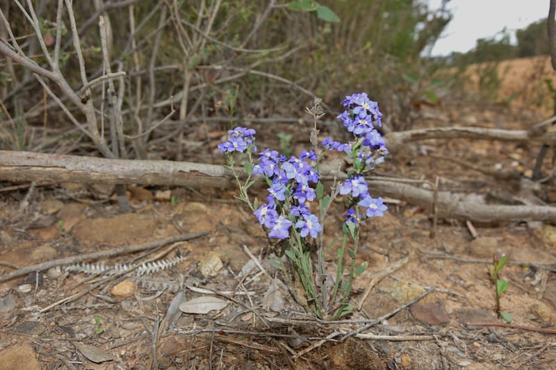 Dampiera fasciculata, Davidson, C 13525--Australia. W. A. Trail to Mt. Hassell. 30 Oct 2016. DSC07078 (77).JPG
