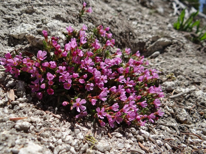Douglasia, Davidson, C 12194--ID. Boise Co. Scott Mtn. Lookout Road. 18 Jun 2013. DSC06609 (99).JPG