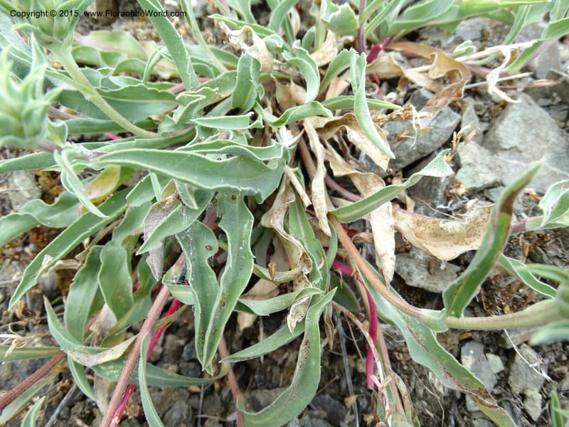 Pyrrocoma, Davidson, C 12630--ID. Idaho Co. Seven Devils Campground. 11 Aug 2014. DSC00412 (24).JPG