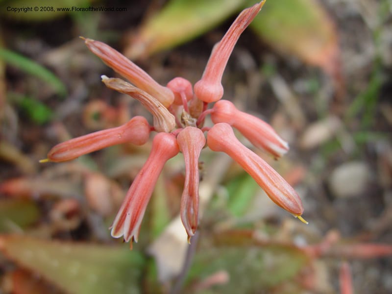 Aloe petrophila, 18825--CA. Huntington Bot. Gard. 14 Feb 03. 068.jpg