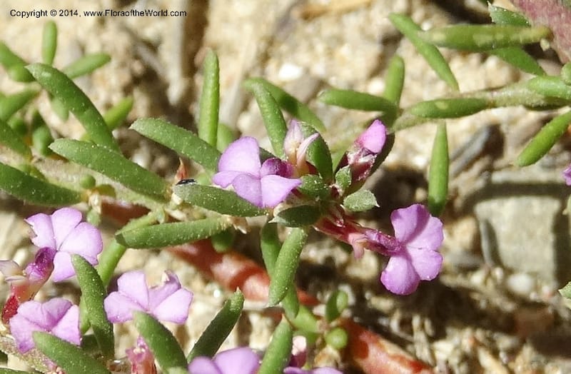 Muraltia satureioides, Davidson, C 12304--South Africa. Western Cape. De Hoop Nature Res. 22 Jan 2014. DSC01681 (75).JPG