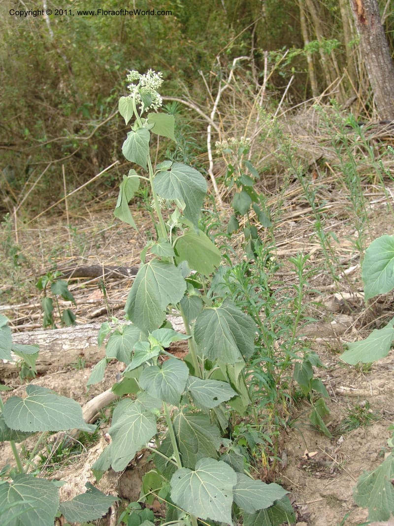 Hebeclinium macrophyllum, AraujoM2940--Bolivia.  F. Tamayo. Rio Machariapu. Limon. 17 Sep 06. 569.jpg