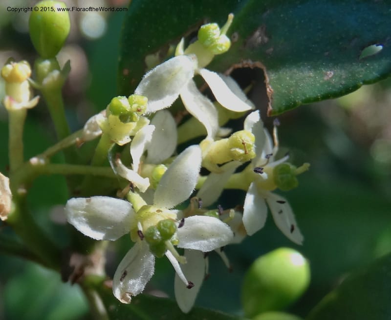 Pitavia punctata, Davidson, C 12801--Chile. L-30-M to Constitution. Jct to Empedrado. 25 Nov 2014. DSC07670 (16).JPG