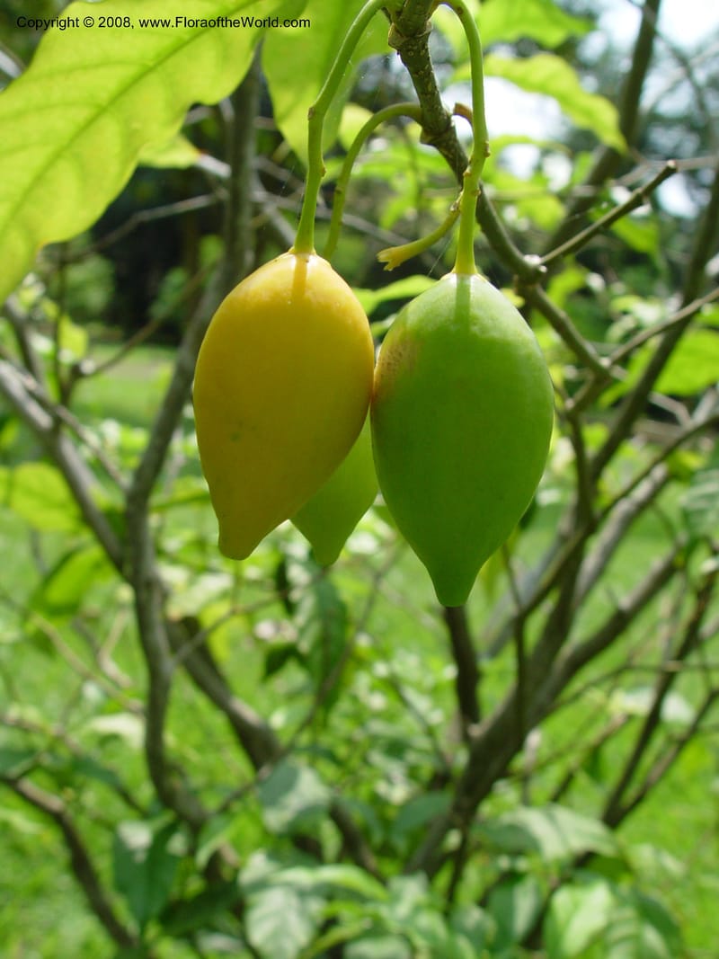 Tabernanthe iboga--Cameroon. Limbe Botanic Garden. 4 Dec 03. 169.jpg