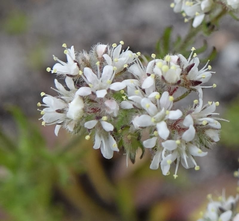 Eremosyne pectinata, Davidson, C 13494--Australia. W. A. Two People's Bay Nat. Res. 29 Oct 2016. DSC06475 (6).JPG